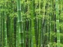Online Bamboo Cultivation Technology Course