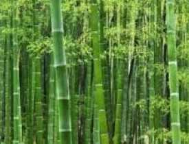 Online Bamboo Cultivation Technology Course