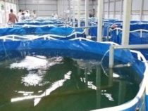 Online Bio Flock Fish Farming Course