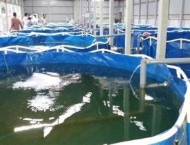 Online Bio Flock Fish Farming Course