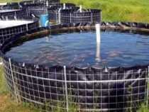 Online Course Certificate in Bio Flock Fish Farming