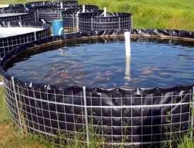Online Course Certificate in Bio Flock Fish Farming
