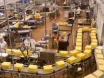 online course Certificate in Cheese Processing Business