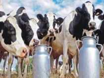 Online Course Diploma in Dairy Farming