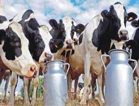 Online Course Diploma in Dairy Farming