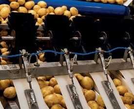 Online Course Diploma in Fruits and Vegetable Processing