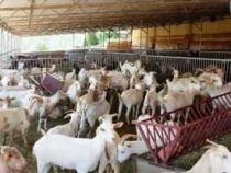 Online Goat Farming Business Course