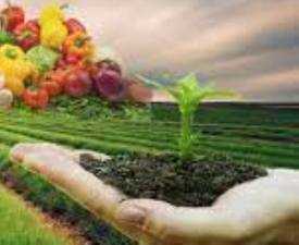 Online Course Diploma in Urban Gardening & Terrace Farming
