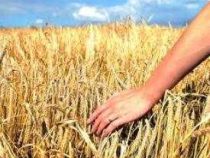 Online Course Certificate in Rural Management