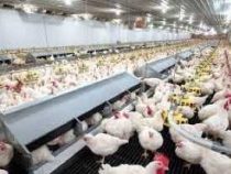 Online Poultry Farming Course