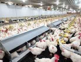 Online Poultry Farming Course