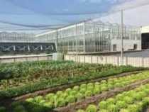 Online Rooftop Farming Business Course