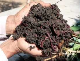 Online Vermicompost Production Course