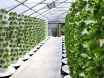 Online diploma in Hydroponics Course
