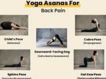 Online Course Diploma in Yoga for Back Pain